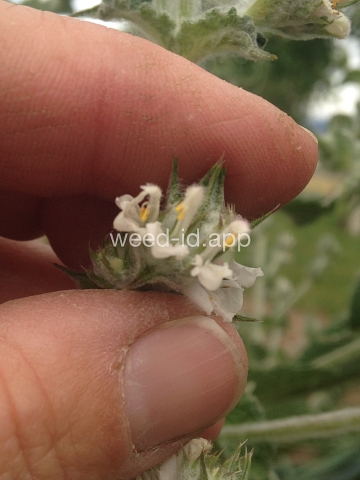 sage, Mediterranean
